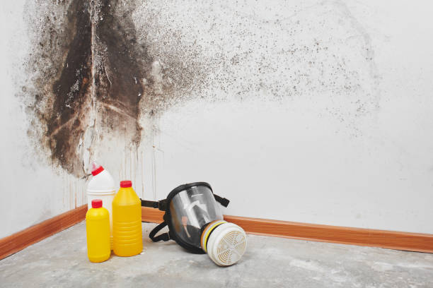 Best Toxic Mold Removal  in Tysons, VA