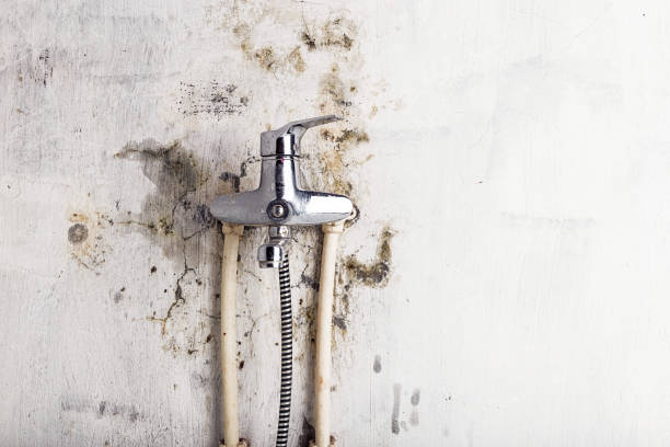 Tysons, VA Mold Removal Company