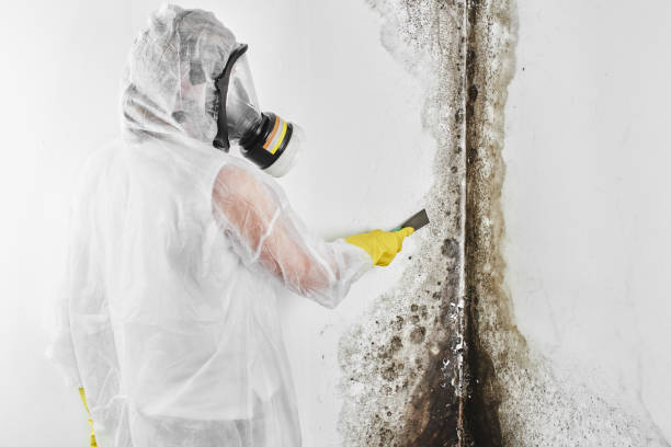 Best Home Mold Removal  in Tysons, VA