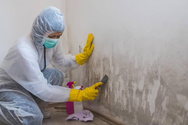 Best Mold Remediation Experts  in Tysons, VA