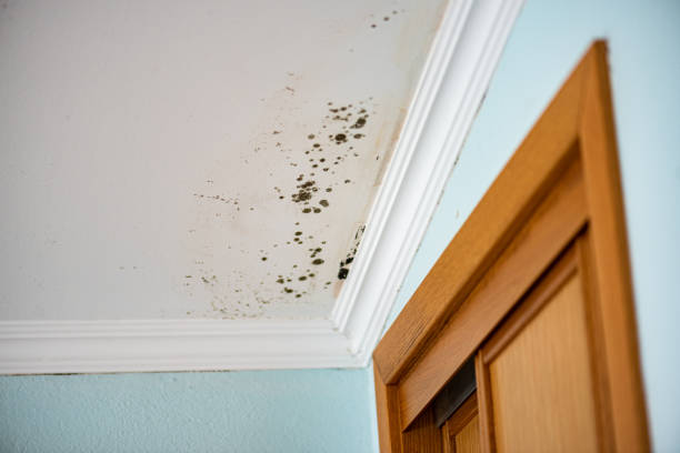 Best Crawl Space Mold Removal  in Tysons, VA