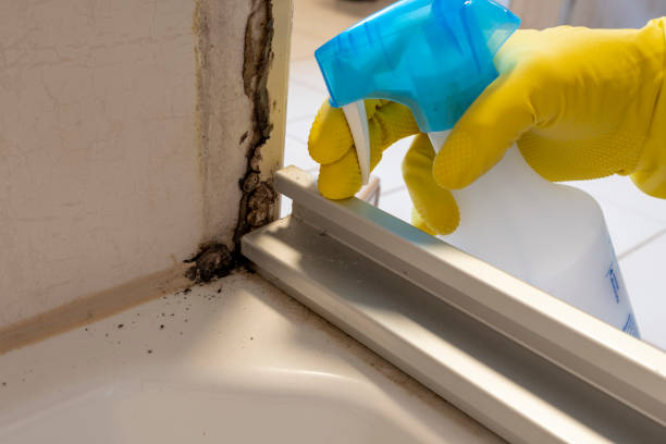 Best Affordable Mold Removal  in Tysons, VA