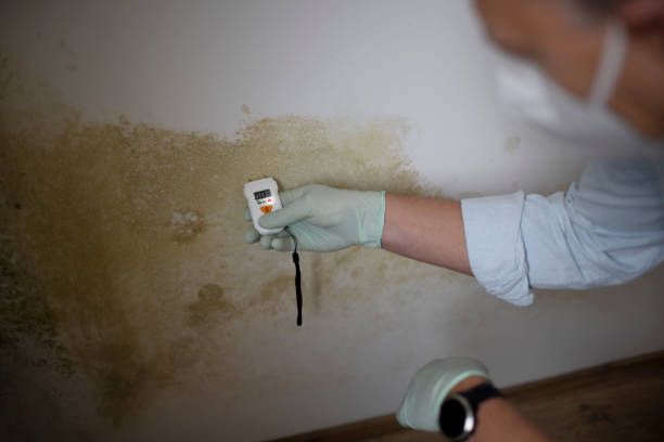 Best Mold Testing  in Tysons, VA