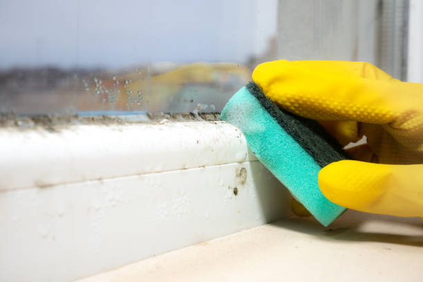 Best Certified Mold Removal  in Tysons, VA